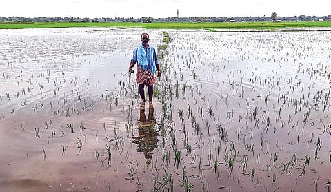 தஞ்சாவூர் மாவட்டம் ஒரத்தநாடு அருகேயுள்ள குலமங்களம் பகுதியில் மழைநீரில் மூழ்கியுள்ள சம்பா நெற்பயிர்கள். படம்: ஆர்.வெங்கடேஷ்