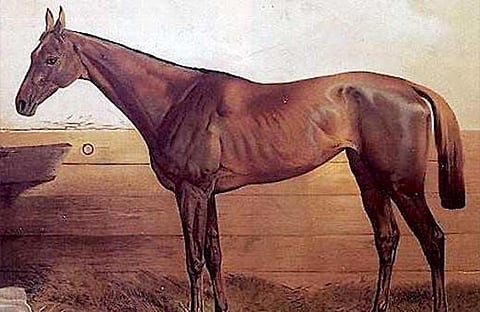 குதிரைகள் ஏன் நின்றுகொண்டே தூங்குகின்றன? | டிங்குவிடம் கேளுங்கள்