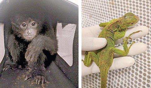 ஆப்பிரிக்காவின் 52 பச்சோந்திகள், 4 கருங்குரங்குகள் சென்னையில் பறிமுதல்: விமானத்தில் கடத்திய 2 பேர் கைது