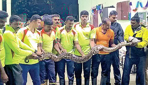 மழை வெள்ளத்தில் அடித்து வரப்பட்டு, பிடிபட்ட பாம்புடன் தீயணைப்பு வீரர்கள்.