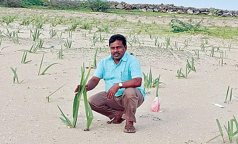 நடவு செய்து வளர்ந்து வரும் பனை செடிகளை பார்வையிடுகிறார் கிரீன் நீடா சுற்றுச்சூழல் அமைப்பின் நிறுவனரும், பனை விதை நடும் பணி ஒருங்கிணைப்பாளருமான மு.ராஜவேலு.