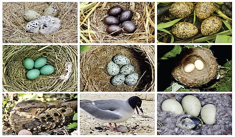 முட்டைகள் பலவிதம்! | பறப்பதுவே 04