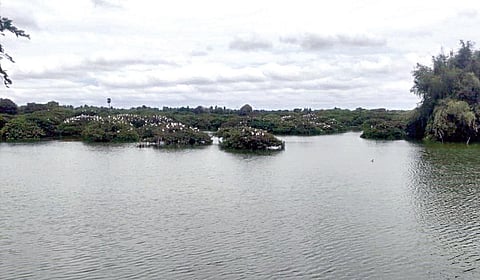 ராம்சர் தளமான வேடந்தாங்கல் சரணாலயத்தில் பறவைகளின் வருகை குறைவு: உட்கட்டமைப்பு வசதிகளை மேம்படுத்த கோரிக்கை