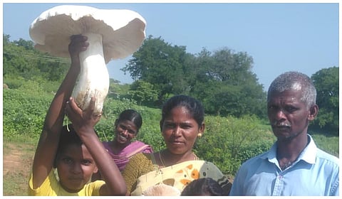 திண்டுக்கல் அருகே திடீரென முளைத்த 2 கிலோ எடை கொண்ட காளான்: கிராம மக்கள் வியப்பு