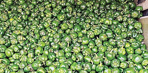 ஓசூர் பகுதியில் அறுவடையான குடைமிளகாய்.