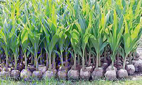 விற்பனைக்கு தயார் நிலையில் தென்னங்கன்றுகள். (கோப்பு படம்)