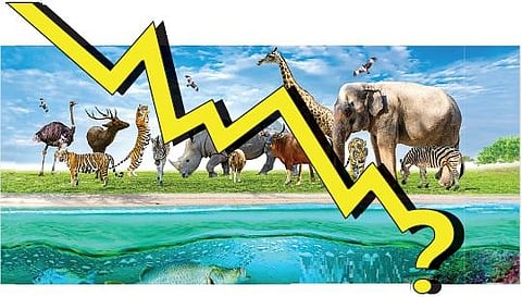 73 சதவீத உயிரினங்களின் தொகை சரிவு: லிவிங் பிளானட் அறிக்கை எச்சரிக்கை