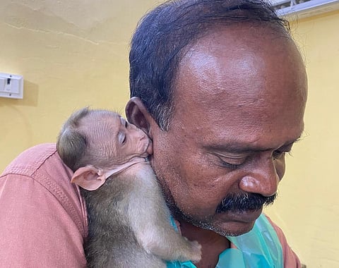 நாய்கள் கடித்து உயிருக்கு போராடிய குரங்கு குட்டியை பராமரித்த மருத்துவருக்கு பார்க்க அனுமதி