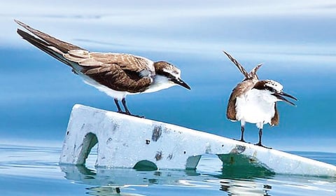 பழுப்பு இறக்கை ஆலா | ஒளிப்படம்: கரிமா பாட்டியா |