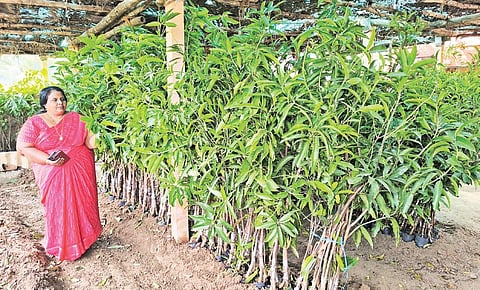 சந்தூரில் உள்ள மா நர்சரியில் விற்பனைக்காக வைக்கப்பட்டுள்ள மாங்கன்றுகள்.