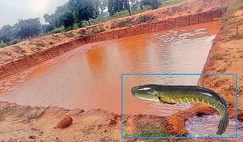 நன்னீர் மீன் வளர்ப்பு: திருச்சியில் அசத்தும் அருட்சகோதரிகள்!