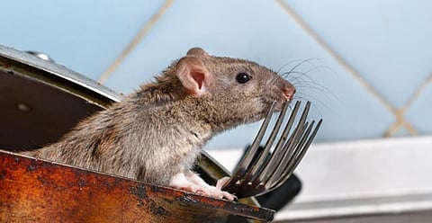 பிரதிநிதித்துவப் படம்