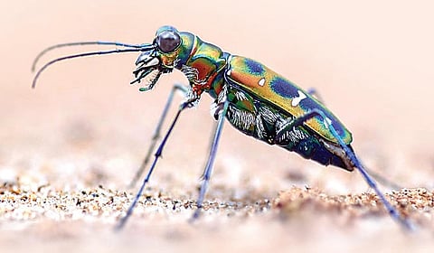 புலி வண்டு நாள்!