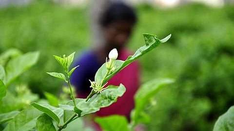 விருதுநகர் மாவட்டத்தில் ‘மணக்கும் மல்லிகை’ சாகுபடி: சென்ட் ஆலை அமைக்க விவசாயிகள் வலியுறுத்தல்