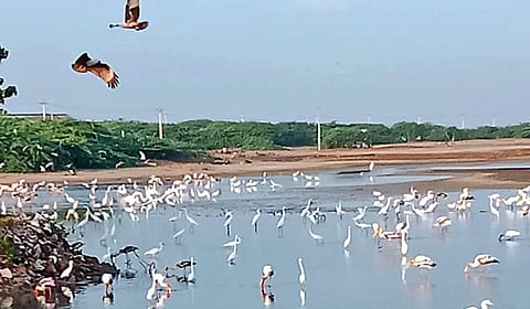 கோடியக்கரையில் களைகட்டும் சீசன்... குவியும் வெளிநாட்டு பறவைகள்!