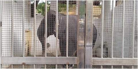 கம்பி வலை போட்ட அறைக்குள் அடைக்கப்பட்டுள்ள திருச்செந்தூர் கோயில் யானை தெய்வானை.
