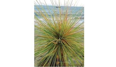 முள்ளிப்பூ விளையாட்டு | சூழல் காப்போம்