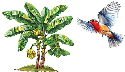 கூடு கட்ட இடம் தருவாயா? | கதை