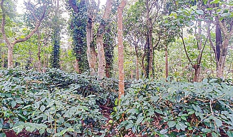 ஏற்காட்டில் பனிப்பொழிவால் காபி செடிகளில் காய்கள் பழுப்பது பாதிப்பு: விவசாயிகள் கவலை