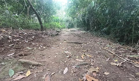 மழை காரணமாக தடை விதிக்கப்பட்டுள்ளதால் பக்தர்கள் இன்றி வெறிச்சோடிக் காணப்படும் புல்மேடு வனப் பாதை. படம்:என்.கணேஷ்ராஜ்.