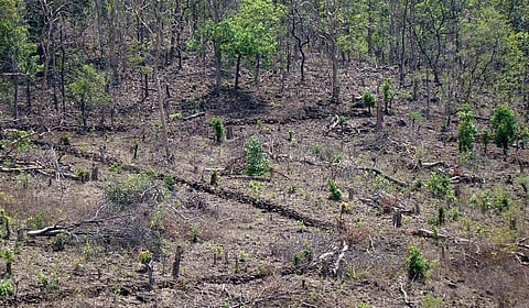 ‘நாடு முழுவதும் கடந்த 5 ஆண்டுகளில் தொழில் வளர்ச்சிக்காக 95,000 ஹெக்டேர் காடுகள் அழிப்பு’