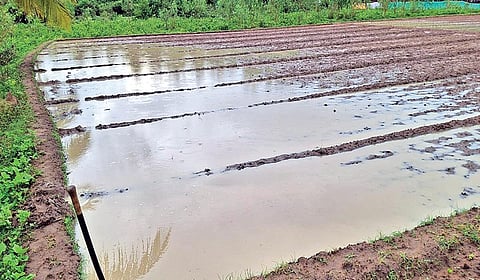 தஞ்சாவூர் மாவட்டம் வடக்குப்பட்டு பகுதியில் நிலக்கடை விதைக்கப்பட்ட வயலில் தேங்கியுள்ள மழைநீர்.