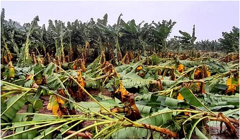 நெல்லை மாவட்டத்தில் 3 நாள் கனமழையில் 5,768 ஹெக்டேரில் பயிர் பாதிப்பு