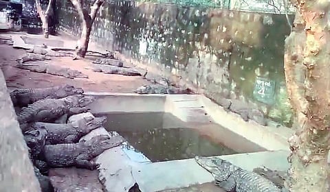 சாத்தனூர் அணையில் உள்ள முதலை பண்ணையில் உலா வரும் முதலைகள்.