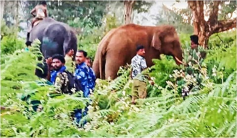 பந்தலூரில் புல்லட் யானையை வனத்துறையினர் மயக்க ஊசி செலுத்தி பிடித்தனர்.