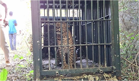 ஓசூர்: ஓராண்டுக்கும் மேலாக பொது மக்களை அச்சுறுத்திய சிறுத்தை சிக்கியது