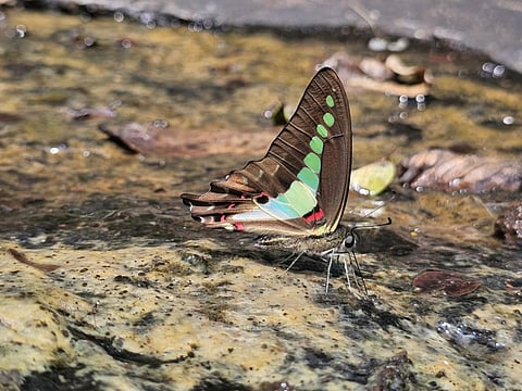 மதுரையில் முதல் முறையாக 7 வகை வண்ணத்துப்பூச்சிகள் கண்டுபிடிப்பு