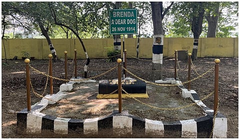 110 ஆண்டுக்கு முன்... செஞ்சியில் செல்ல நாய்க்கு கல்லறை அமைத்த பிரிட்டிஷ் தளபதி!