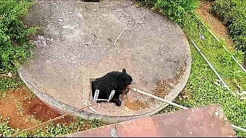 கோத்தகிரி அருகே கிணற்றில் விழுந்த இரு கரடிகள் மீட்பு