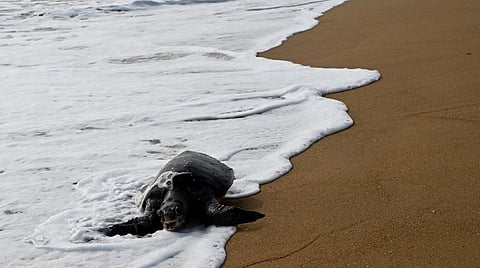 கடல் ஆமை இறப்புக்கான காரணம் உடற்கூராய்வுக்கு பிறகே தெரியும்: பசுமை தீர்ப்பாயத்தில் அரசு விளக்கம்