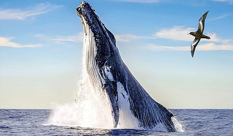 கடலின் உயிர்த்துடிப்பு நீடிக்குமா? | கூடு திரும்புதல் 28