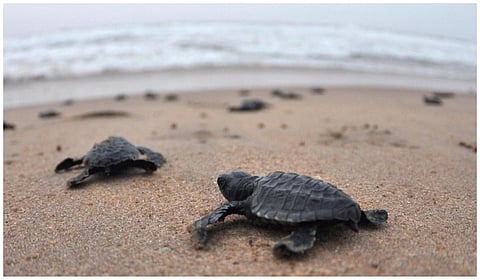 ஒரே மாதத்தில் 1,000 கடல் ஆமைகள் இறப்பு: தமிழக அரசுக்கு அன்புமணி கேள்வி