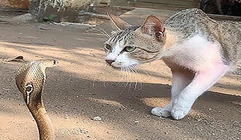 பாம்பைக் கொல்லுமா பூனை? | டிங்குவிடம் கேளுங்கள்