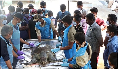 தமிழக கடலோர பகுதிகளில் 1,000 கடல் ஆமைகள் உயிரிழப்பு எதிரொலி: கால்நடை மருத்துவர்களுக்கு சிறப்பு பயிற்சி