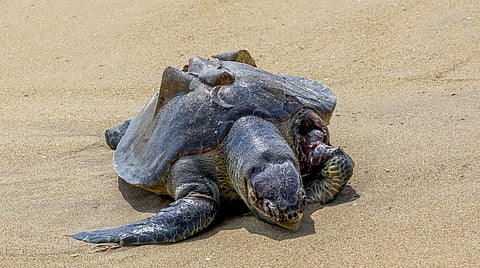 கடல் ஆமைகள் இறப்பை தடுக்க எடுக்கப்பட்ட நடவடிக்கைகள்: அரசு விரிவான அறிக்கை அளிக்க பசுமை தீர்ப்பாயம் உத்தரவு