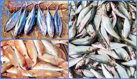 மீன்வளம் சரிந்துபோகும் துயரக் கதை | கூடு திரும்புதல் 29