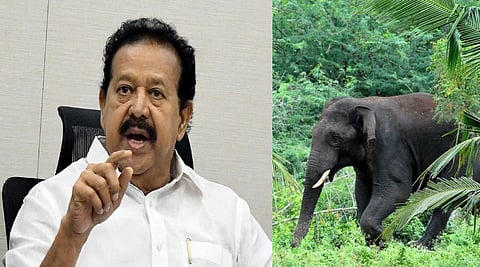 தமிழகத்தில் உள்ள 2,961 யானைகளை பாதுகாக்க நடவடிக்கை: அமைச்சர் பொன்முடி