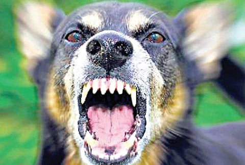 வெறிநாய் கடியால் பாதிக்கப்பட்டவர்களை கருணை கொலை செய்ய அனுமதி கோரிய மனு விசாரணைக்கு ஏற்பு