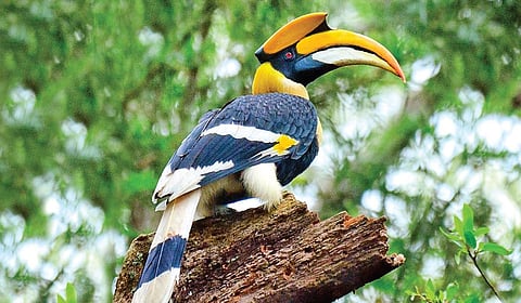 பறவைகளுக்கு ஏன் பற்கள் இல்லை? | பறப்பதுவே 11