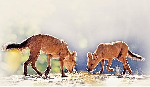 விசிலடிக்கும் செந்நாய்களும் காபித் தோட்ட நினைவுகளும்