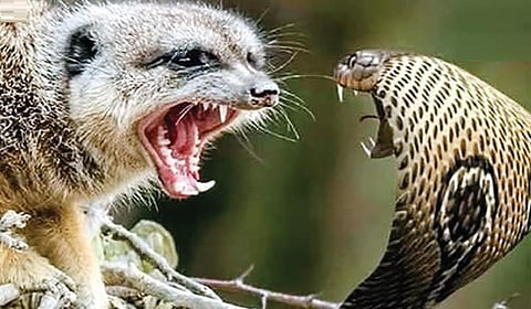 பாம்பின் விஷம் கீரியைக் கொல்வதில்லையே ஏன்? | டிங்குவிடம் கேளுங்கள்