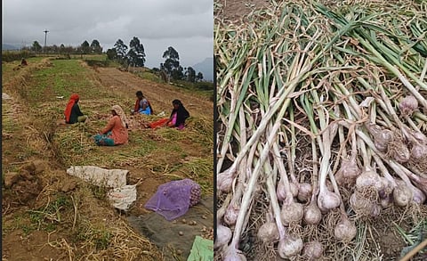 உணவு சுற்றுலா: பூம்பாறை மலைப் பூண்டு