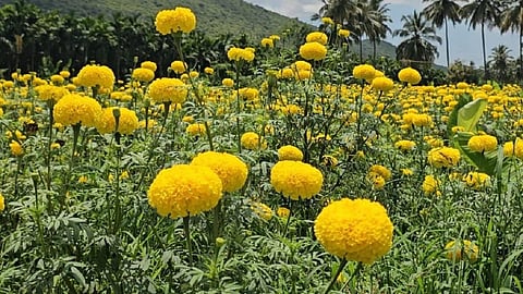 கோவை - மேட்டுப்பாளையத்தில் செண்டு மல்லி வளர்ப்பில் விவசாயிகள் ஆர்வம்
