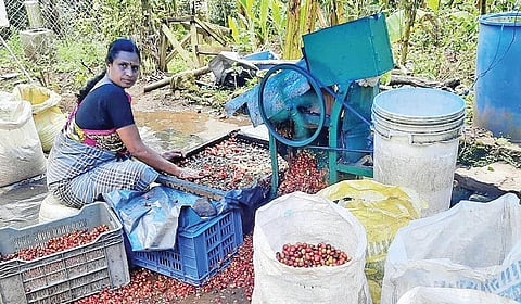 கொடைக்கானல் கீழ்பழநி மலைப் பகுதியில் விளையும் காபி-க்கு உலக அளவில் வரவேற்பு!