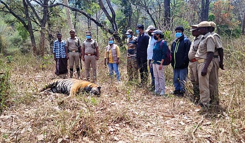 பென்னை காப்புக்காடு பகுதியில் ஆண் புலி ஒன்று இறந்த கிடந்தது