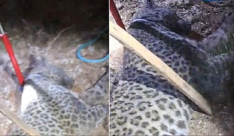 கோவையில் வனத்துறையினர் பிடித்த சிறுத்தை உயிரிழந்தது